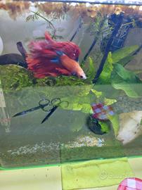 Pesce betta