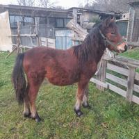 Pony femmina
