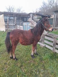 Pony femmina