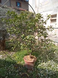 Limone