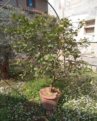 Limone