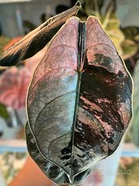 piante rare in TC (tessue colture)