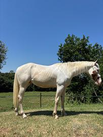 Cavallo paint