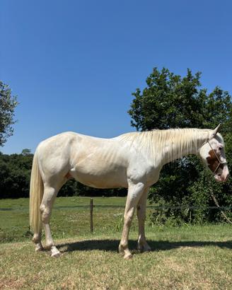 Cavallo paint