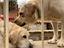 Immagine 4