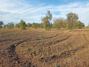 Terreno agricolo Strada Comunale Cazzati, Novoli