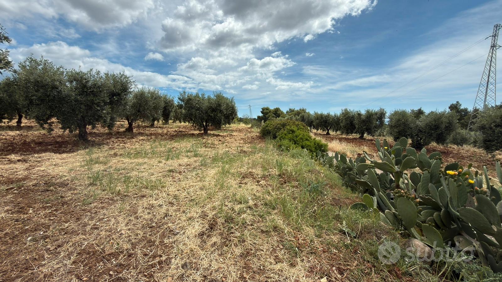 Terreno agricolo uliveto mq 4400circa - Vista 4