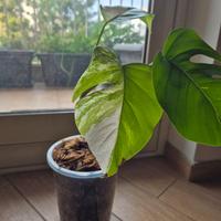monstera Albo Variegata 