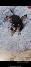 Chihuahua femmina pura