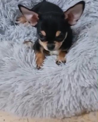Chihuahua femmina pura
