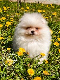 Spitz nano (pomerania) cuccioli pedigree crema