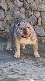 Bulldog Inglese