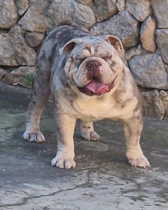 Bulldog Inglese
