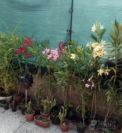 piante oleandri varietà foglia classica e striata