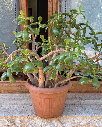 Albero di giada