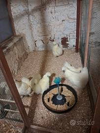 Galline moroseta bianche