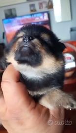 Spitz di pomerania