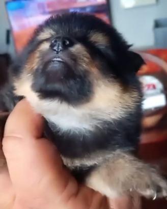 Spitz di pomerania