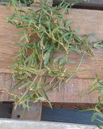 Stoloni gramignone  