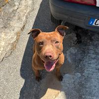 Maschio per accoppiamento American Terrier