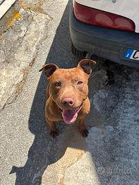 Maschio per accoppiamento American Terrier