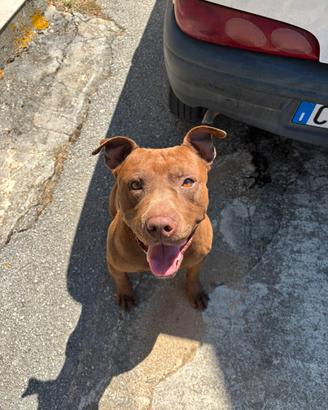 Maschio per accoppiamento American Terrier