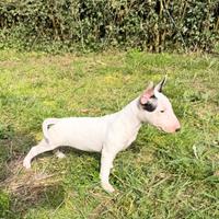 Bull terrier miniature femmina