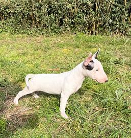 Bull terrier miniature femmina