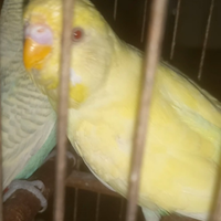 Cocorito x coppia di bengalini