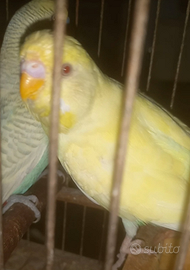 Cocorito x coppia di bengalini