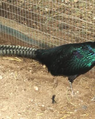 Fagiani tenebrosi e comuni