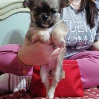Cuccioli varie razze
