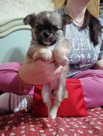 Cuccioli varie razze