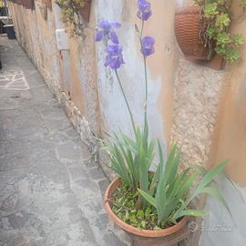 composizione floreale 