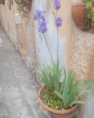 composizione floreale 