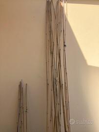 17 Bambu altezza circa 3 metri