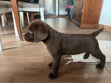 Cuccioli di Labrador Cioccolato