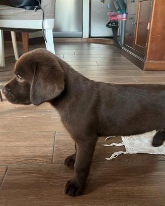 Cuccioli di Labrador Cioccolato