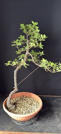Bonsai leccio