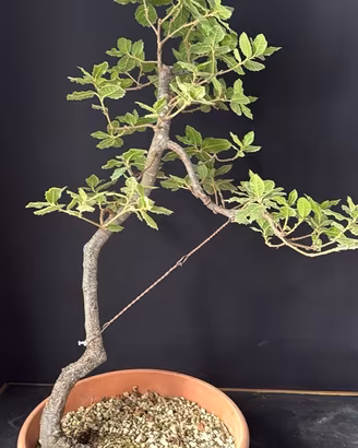 Bonsai leccio