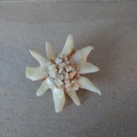 pin spilla edelweiss 