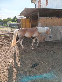 Puledro haflinger