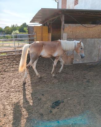 Puledro haflinger