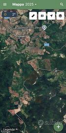 Bosco ceduo a Bobbio (PC)