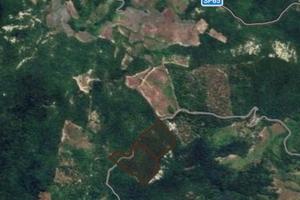 Bosco ceduo a Bobbio (PC)