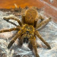 Pterinochilus murinus Femmine migali