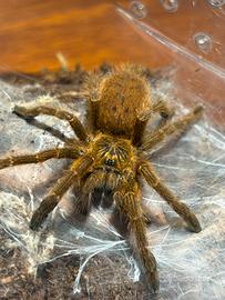 Pterinochilus murinus Femmine migali