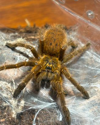 Pterinochilus murinus Femmine migali
