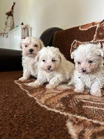 Bichon