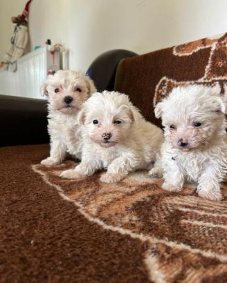 Bichon